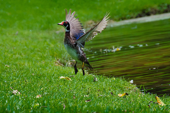 Hey, Wait For Me!