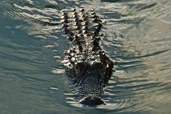 Gator Sub