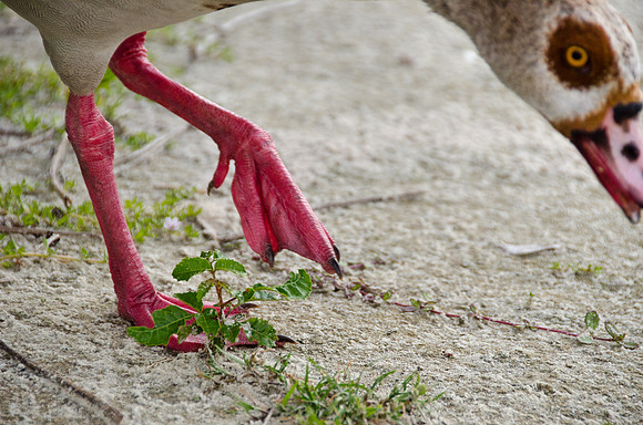 Goose-steppin'