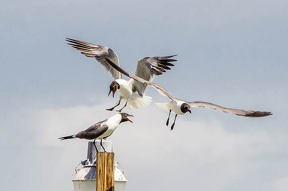 Laughing Gulls