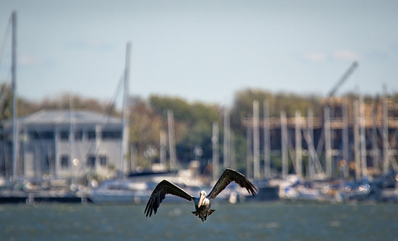 A Pelican and a Marina