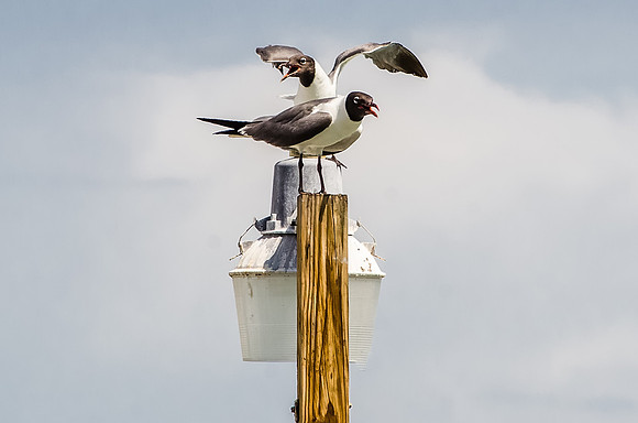 Two Laughing Gulls on a Lampost