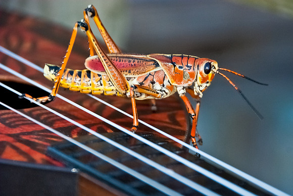 Hopper on a Uke II