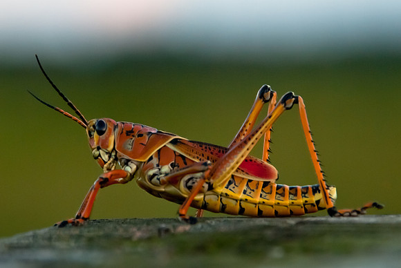Eastern Lubber Grasshopper in Profile