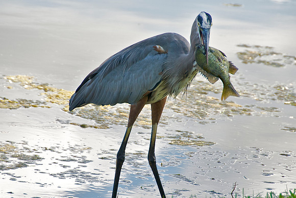 Hey, check out my fish!