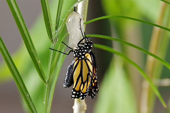 Butterfly Birth 11