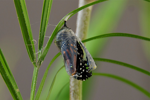 Butterfly Birth 3
