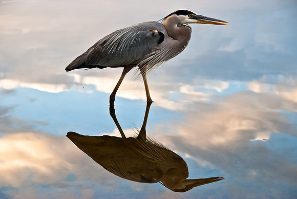 Great Blue Reflections
