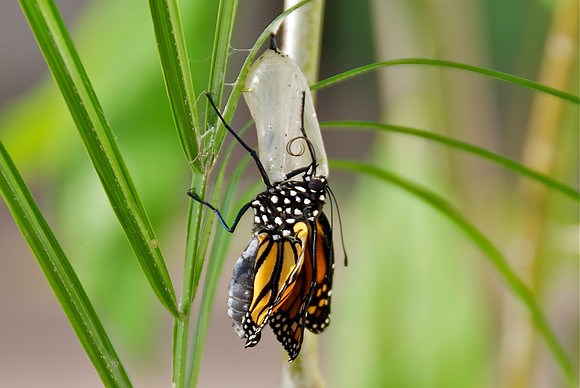 Butterfly Birth 9
