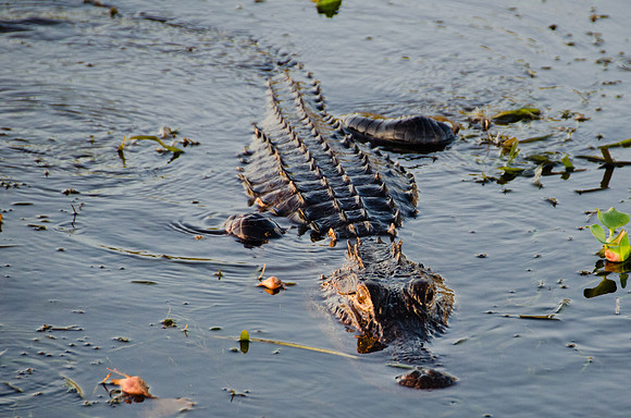 Gator in the Shallows