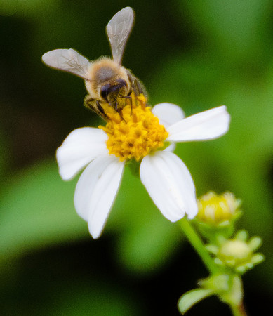 Just Bee