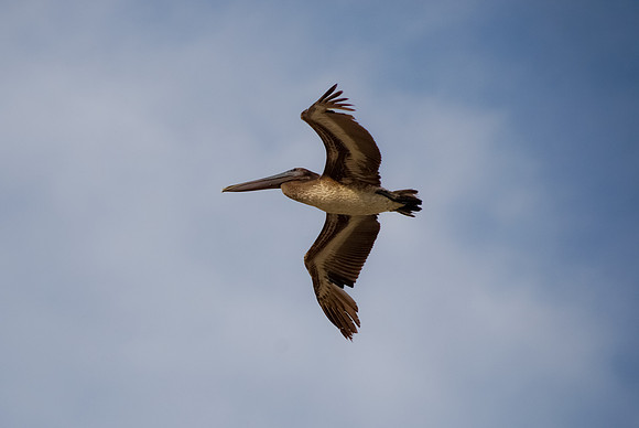 Pelican Solo