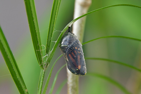 Butterfly Birth 1