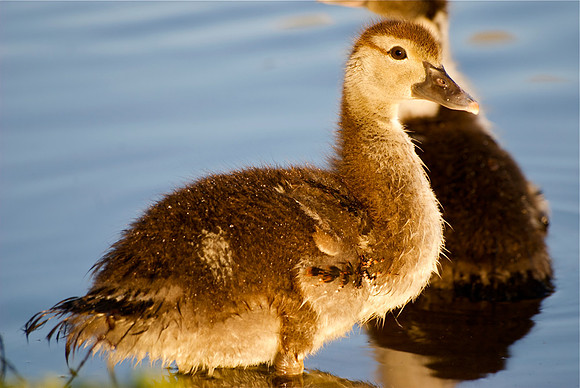 Pretty Big Baby Duck