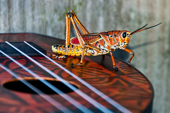 Hopper on a Uke