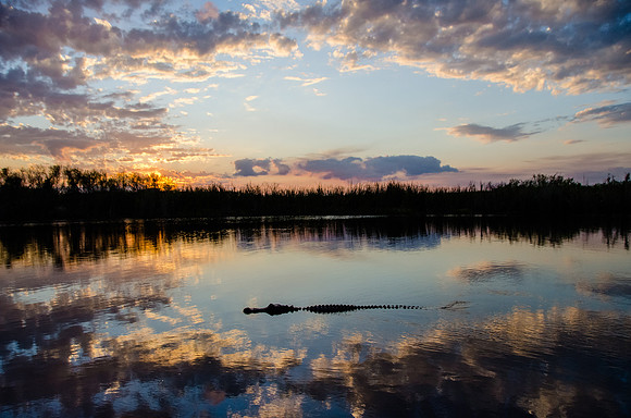 Gator in the Clouds