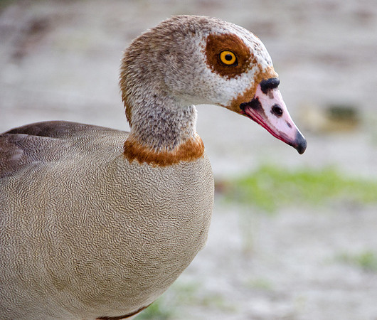 Egyptian Goose Close-up