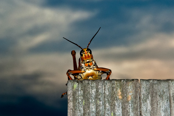 Sunset Hopper