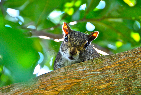 Curious Cutie