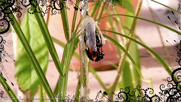 Video: Dream... The Birth of a Butterfly v4 (original music by Luna Jade)