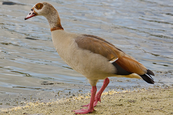 Egyptian Goose Lakeside